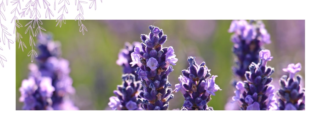 Benefits of Lavender Fragrance Candles