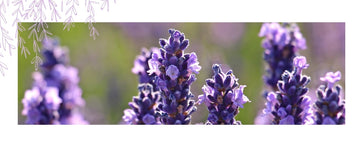 Benefits of Lavender Fragrance Candles